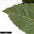 SpeciesSub: subsp. pohuashanensis